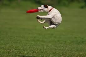 Dog catching a Frisbee