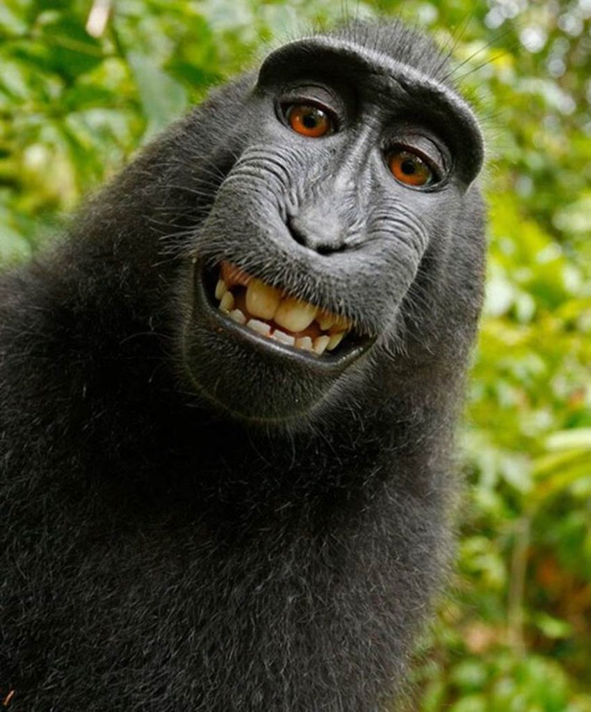 Gorilla smiling